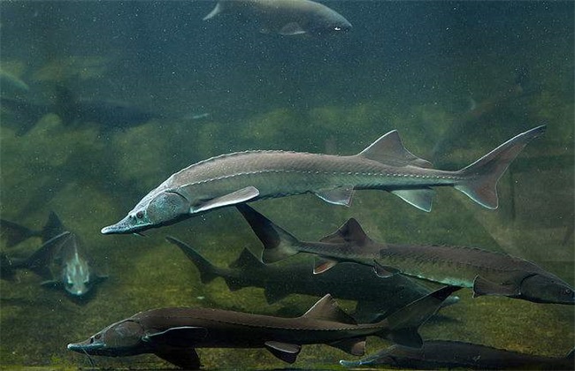 Culture techniques of Sturgeon