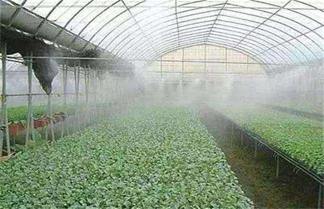 Watering methods of vegetables in greenhouse in summer