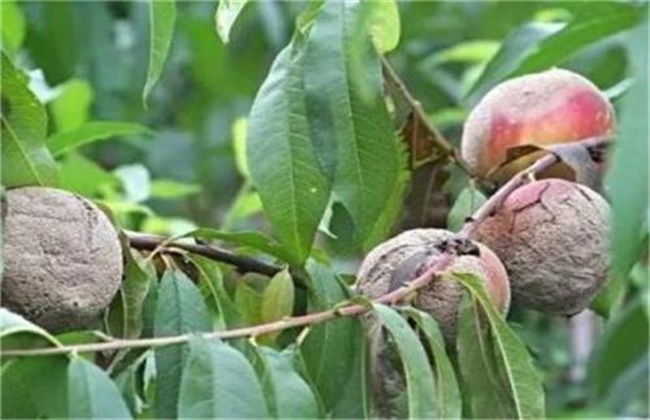 Control techniques of common diseases of yellow peach