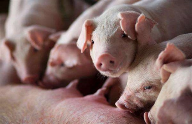 Matters needing attention in feeding piglets after weaning