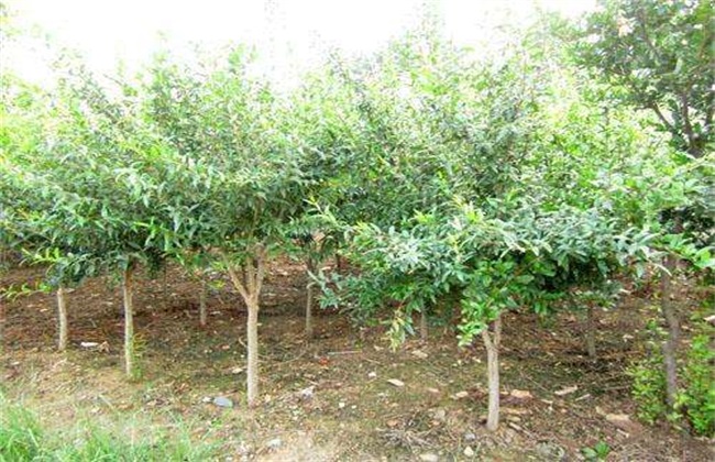 How to prune pomegranate trees and bear many fruits