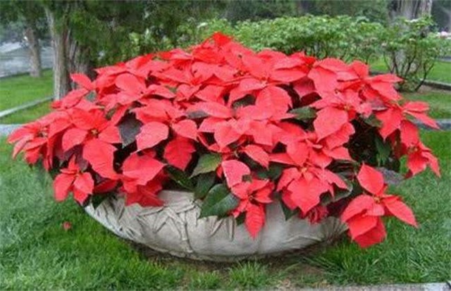 Culture methods and matters needing attention of poinsettia