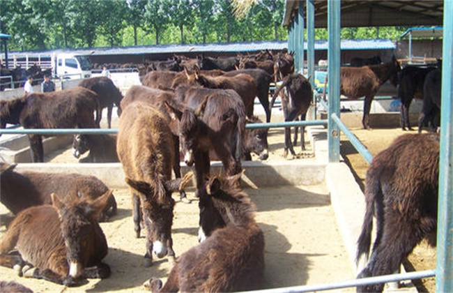 How to get rid of worms in meat donkey breeding