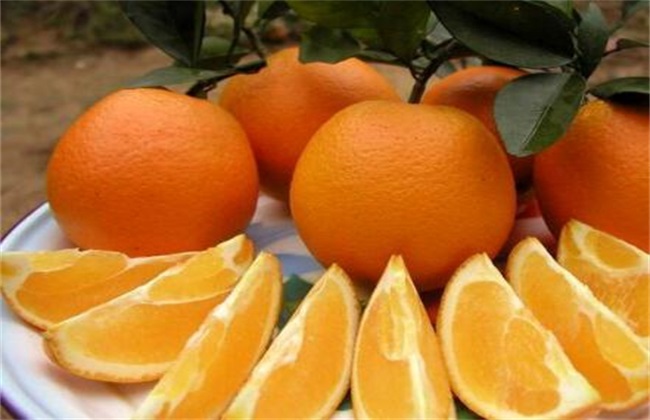 The efficacy and taboos of oranges