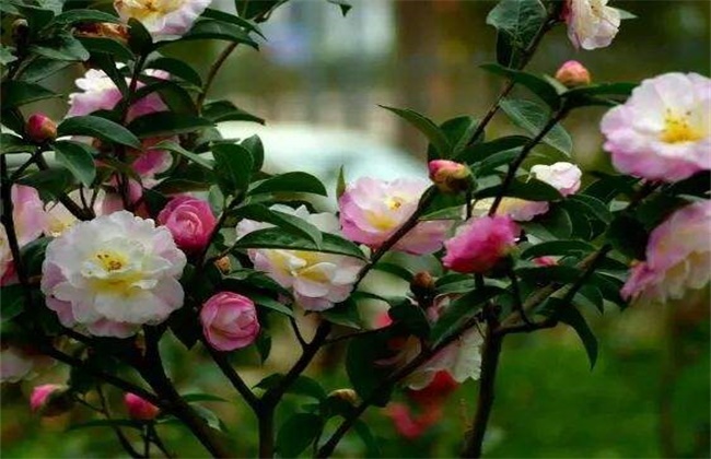 Why Camellia can't blossom normally