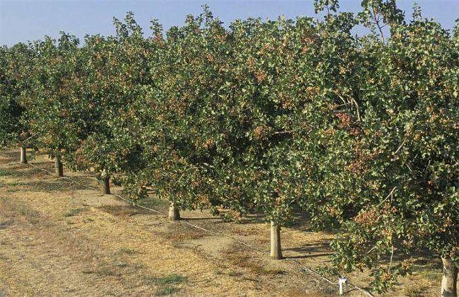 Where should pistachio trees be planted?