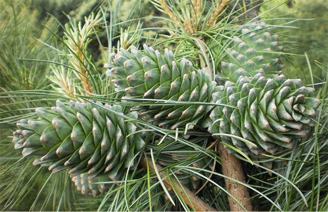 How long will it take to plant pine nuts to bear fruit