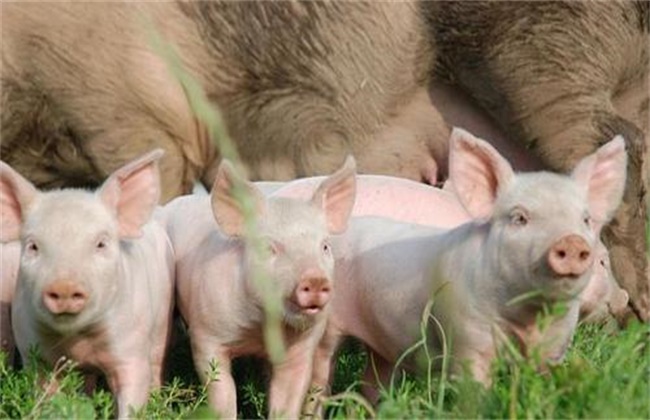 What are the factors that affect the number of sows born