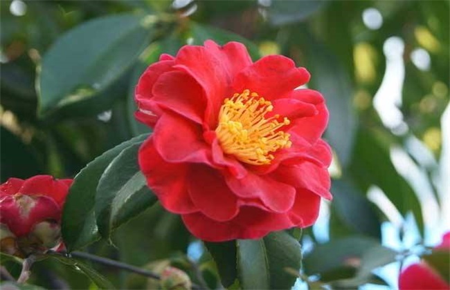 Conservation technology of camellias