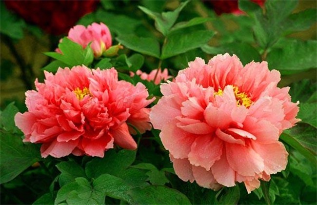 What are the skills of peony culture?