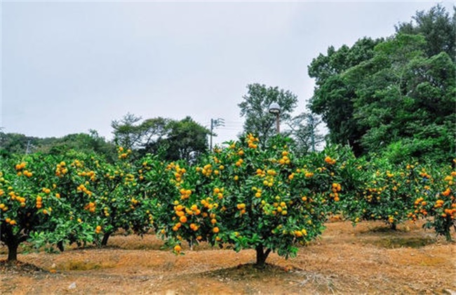 Drought resistance techniques of orchard in high temperature season