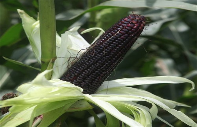 Where is the producing area of black corn?