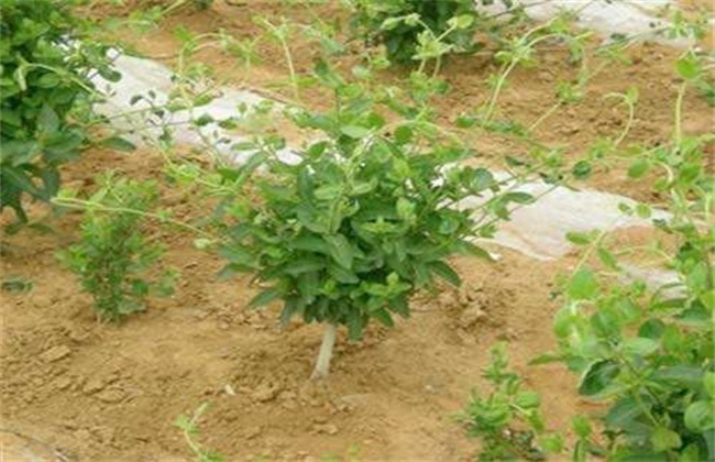 Planting skills of Honeysuckle