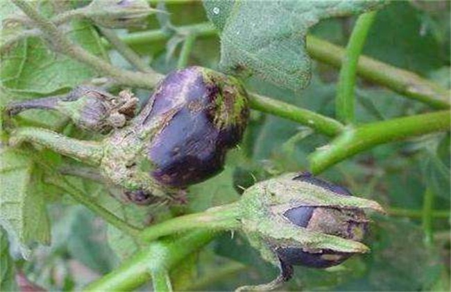 What causes eggplant rust?