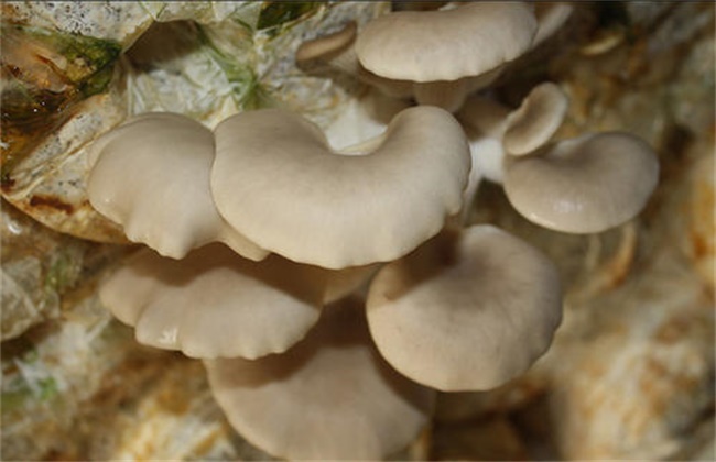 Causes of slow growth of Pleurotus ostreatus stick and its solution