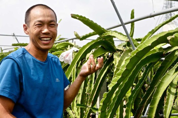 Thanks to the grass-growing soil god teammates, Cai Yongshun won the red dragon fruit championship in Taiwan, with special fruit aroma and perfect sugar-acid ratio.