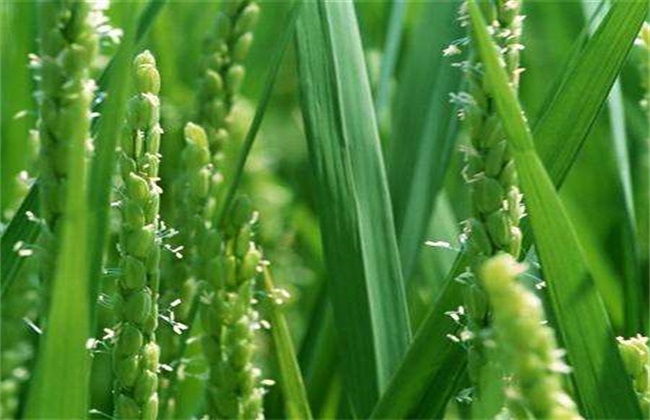 rice ripening stage