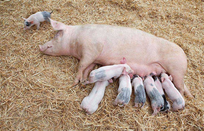 The reason why pigs do not eat at low temperature