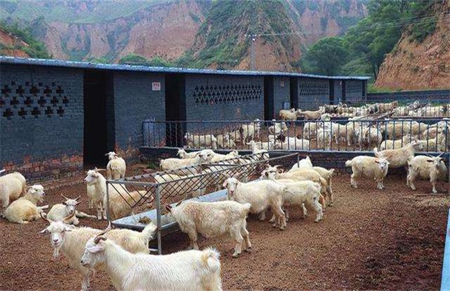 Technical points of raising sheep in shed