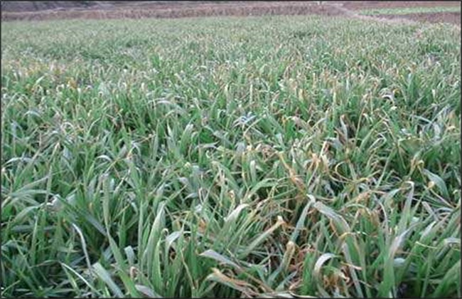 How to deal with Frost injury of Wheat