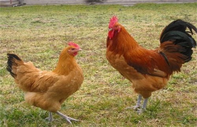 How to choose chicken breeds for ecological chicken breeding