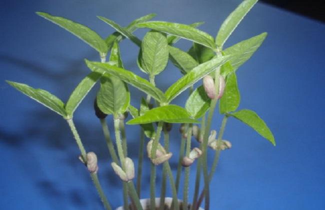 The growth process of mung bean