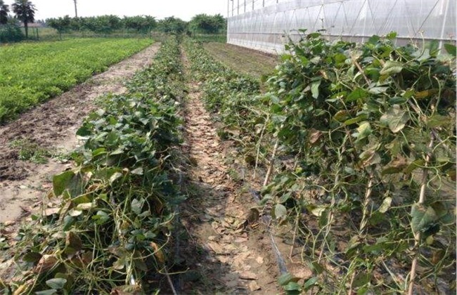 How to manage vegetables in typhoon weather