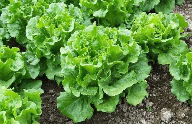 How do you grow lettuce? Planting time and method of lettuce