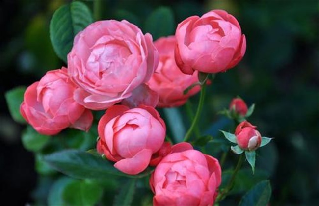 Why do Chinese rose flowers bloom smaller and smaller? The reason why the rose flowers are getting smaller and smaller.