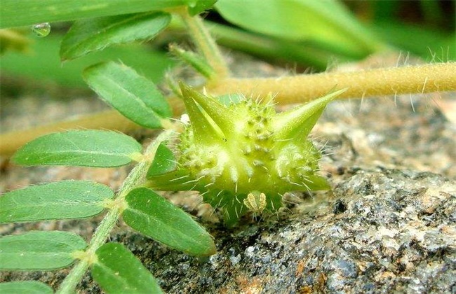 Planting techniques of Tribulus terrestris