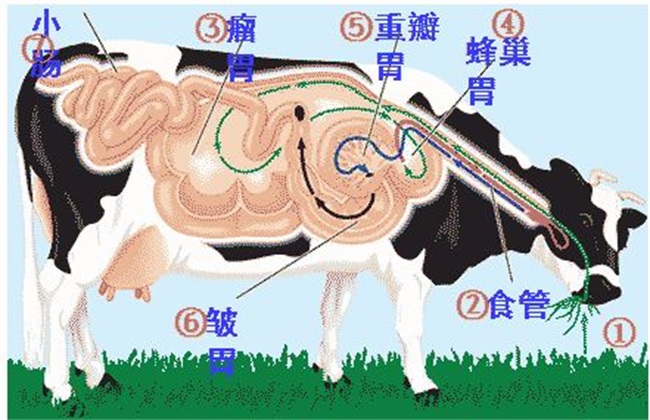 Characteristics of ruminating in cattle