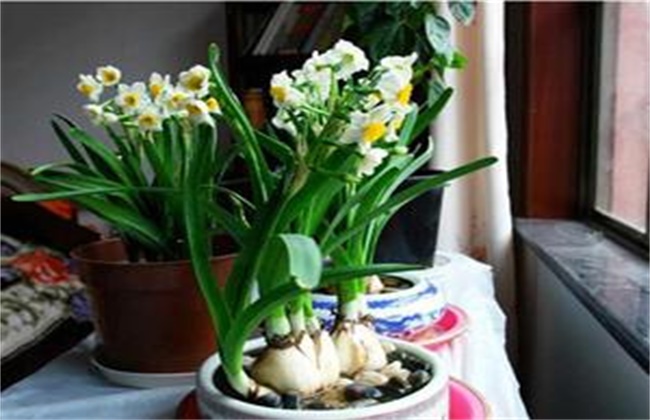 How to raise daffodils in water