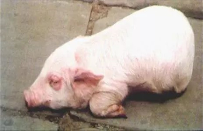 Symptoms, prevention and treatment of edema disease in piglets