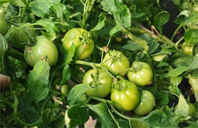 How to improve the fruit setting rate of tomato? Solution to low Fruit setting rate of Tomato