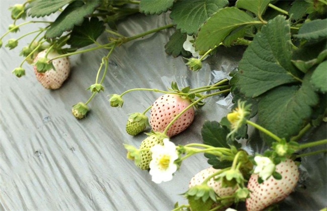 Growth environment of pineapple berries