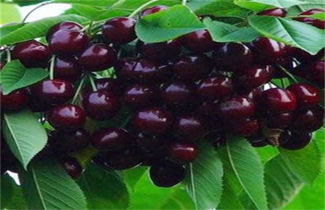 Price of black pearl cherry seedlings