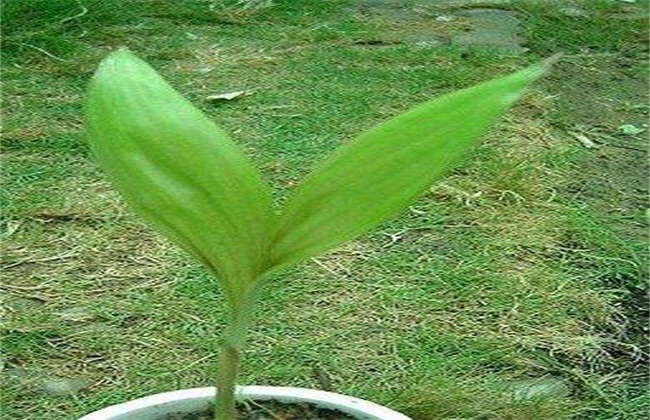 It takes several years for snake skin fruit to be planted.