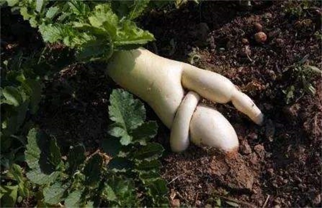 What should I do with radish bifurcation? Prevention of radish bifurcation