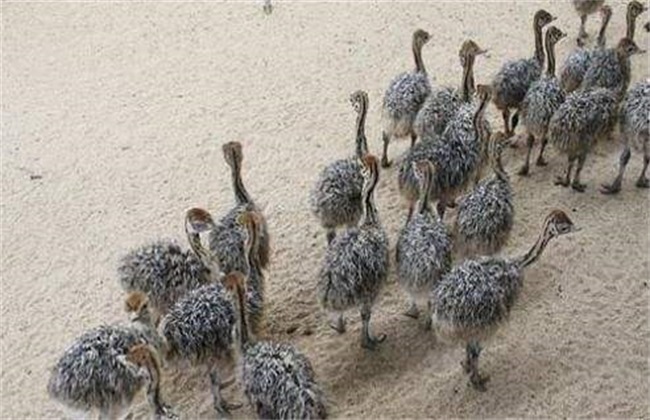 Profits and costs of ostrich farming