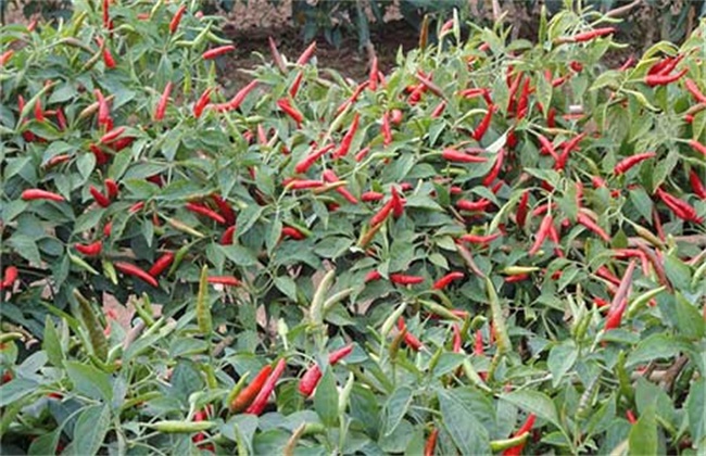 How to grow Chaotian pepper? High-yield cultivation techniques of Chaotian Pepper