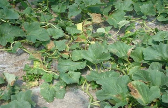 Causes and control methods of seedling collapse of muskmelon