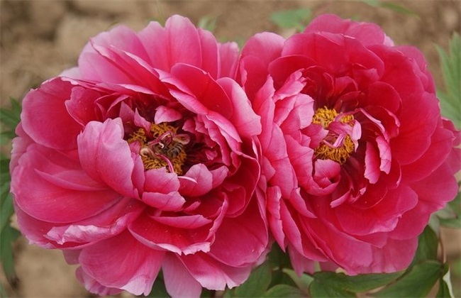 What if the core of peony flower turns black?