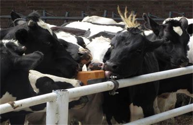 Technical problems of Dairy Cow breeding