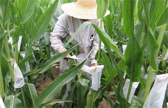 Methods of artificial pollination of corn and matters needing attention