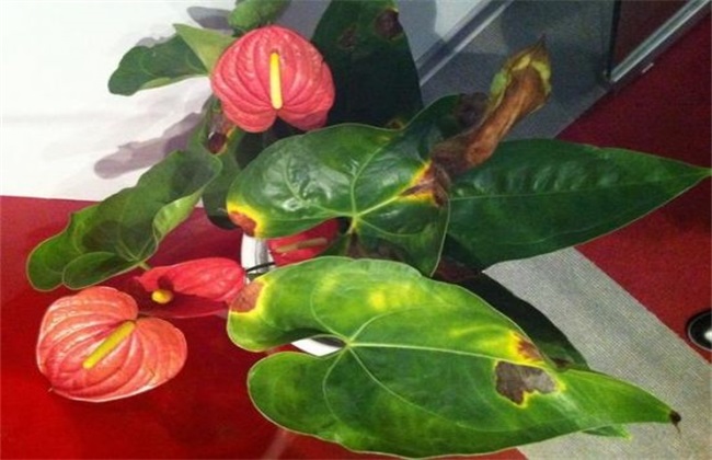 What if Anthurium is sunburned?