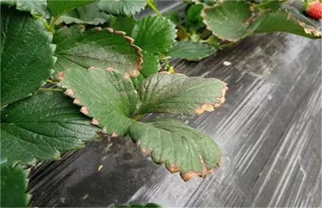 Causes of brittleness of strawberry leaves and its solution