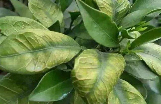 What is the application of citrus foliar fertilizer? matters needing attention in spraying fertilizer