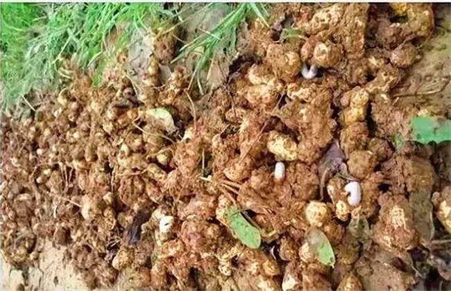 Occurrence causes and control methods of peanut grub