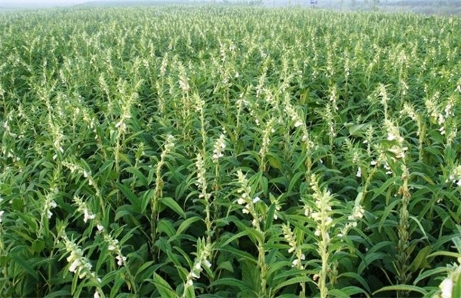 Planting method and time of black sesame