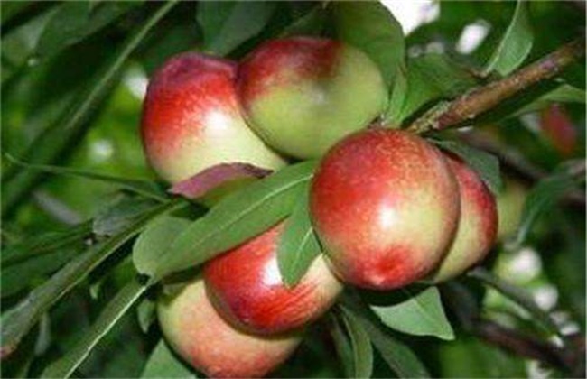 How to graft nectarine? tips on nectarine grafting